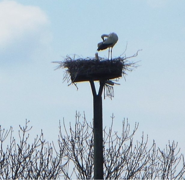 storch 001